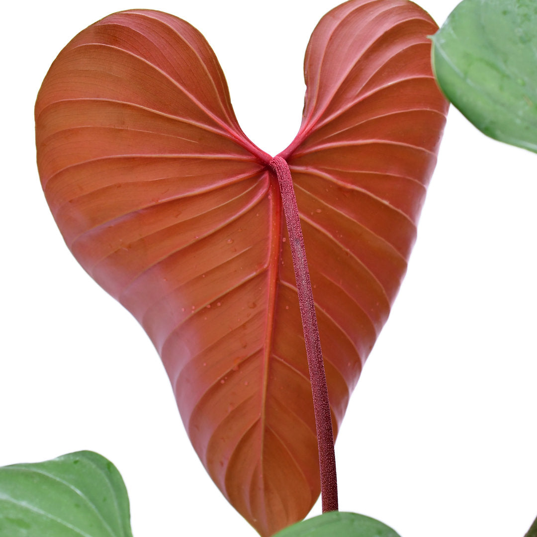Philodendron Lynamii (Medium)