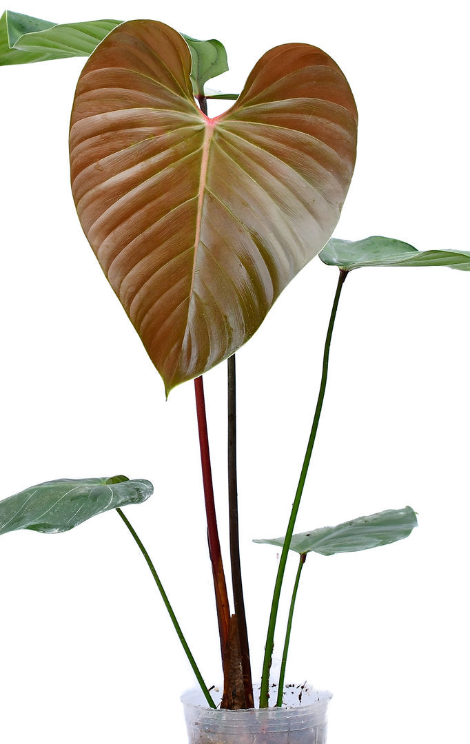Philodendron Lynamii (Medium)