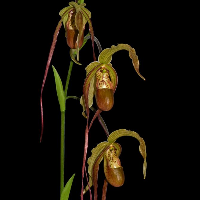 Phragmipedium Grande