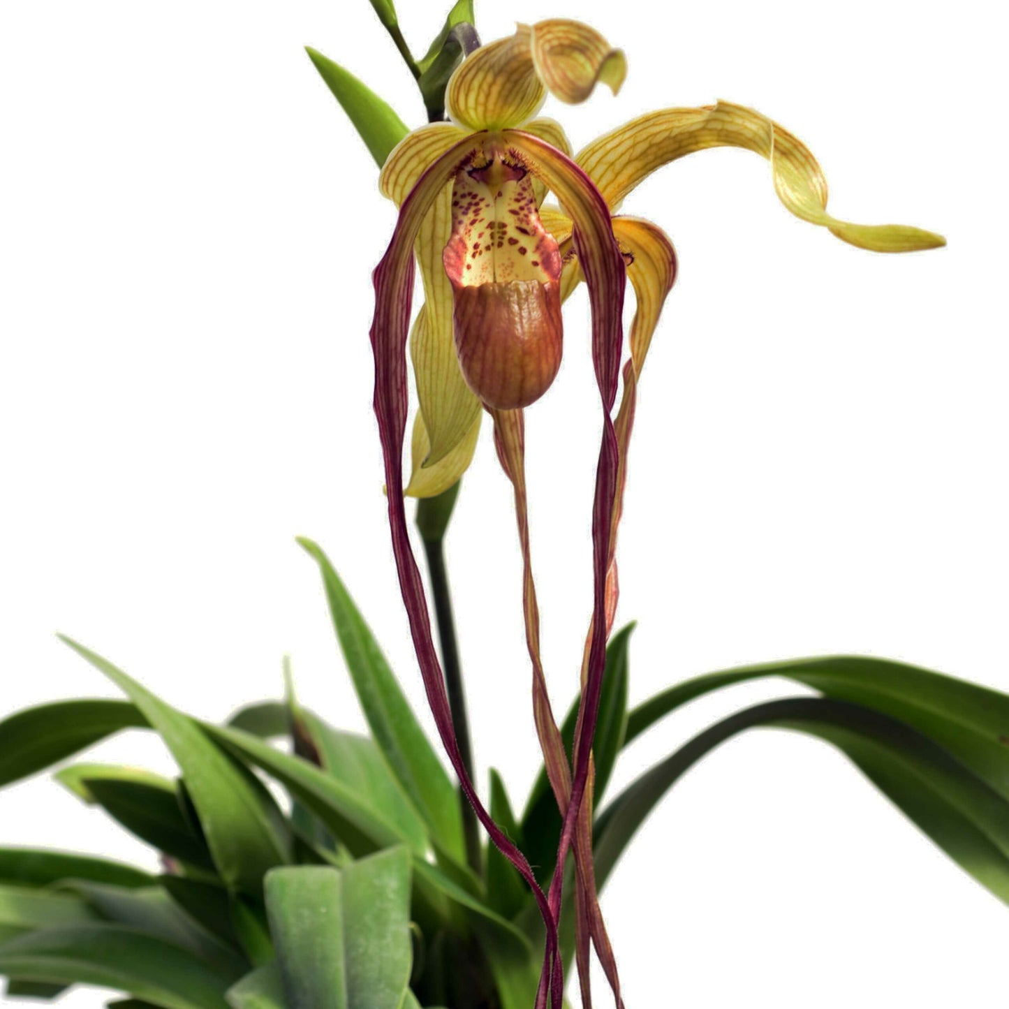 Phragmipedium Grande