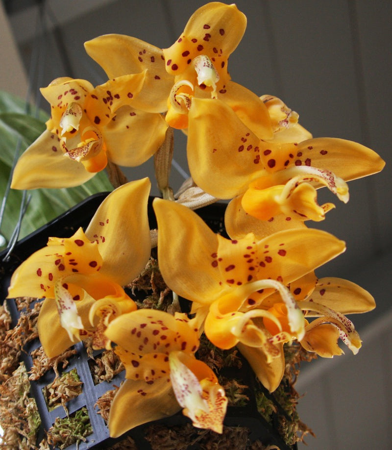 Stanhopea jenischiana