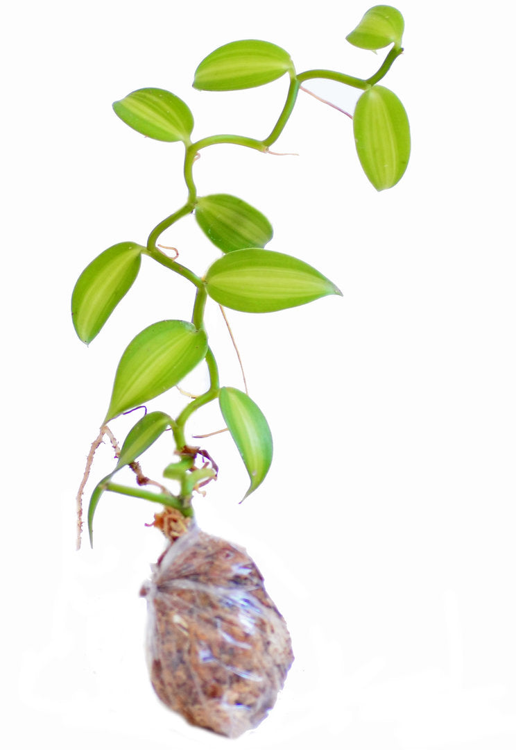 Vanilla planifolia variegada