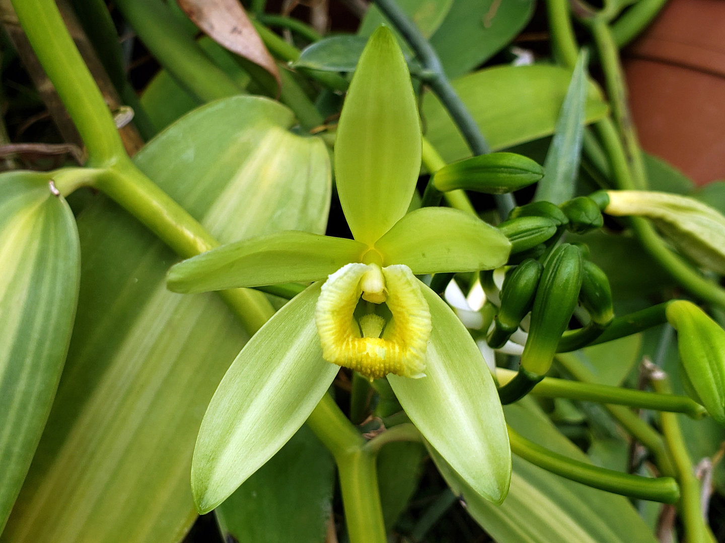Vanilla planifolia variegada