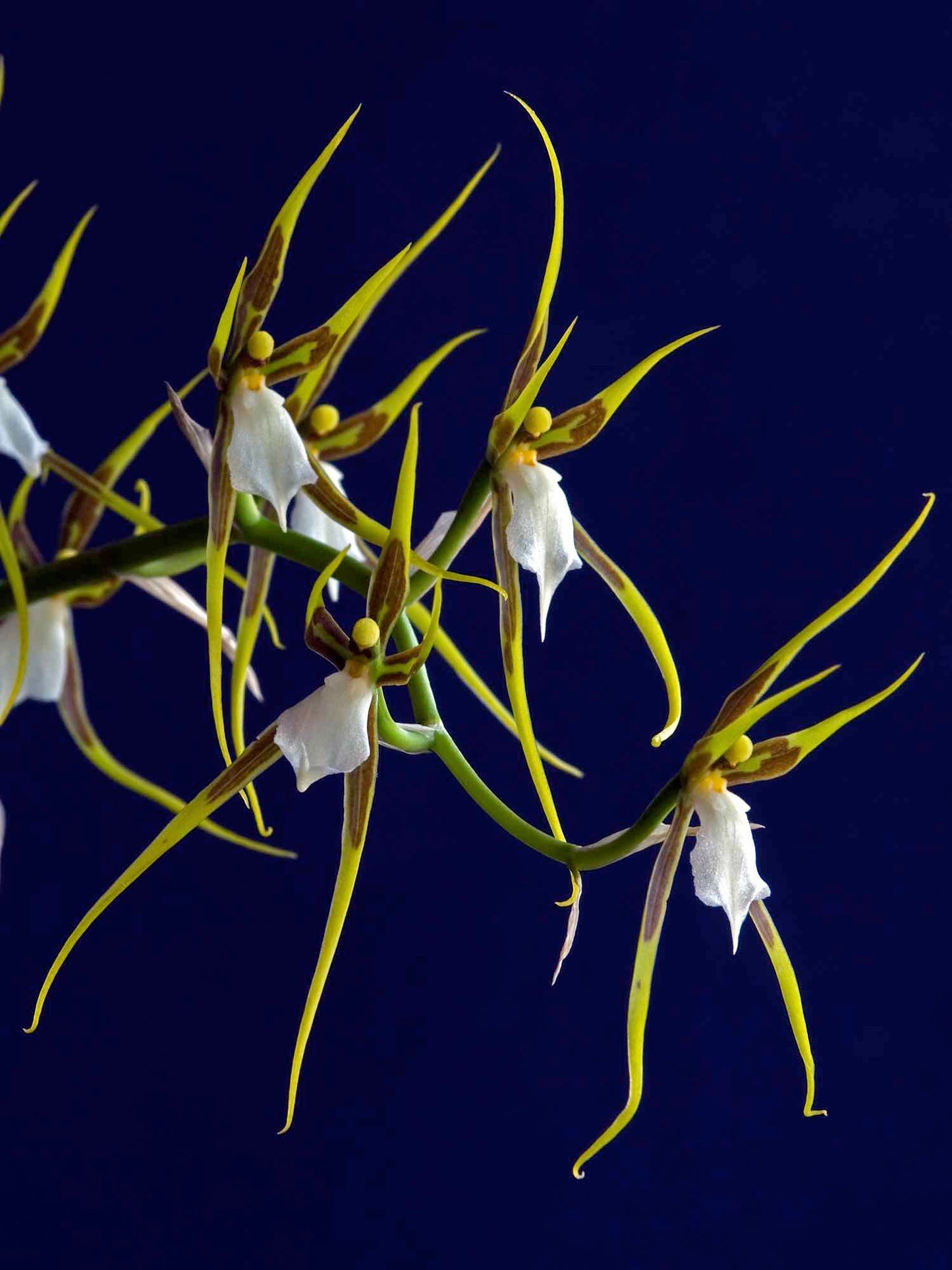 Brassia andreettae