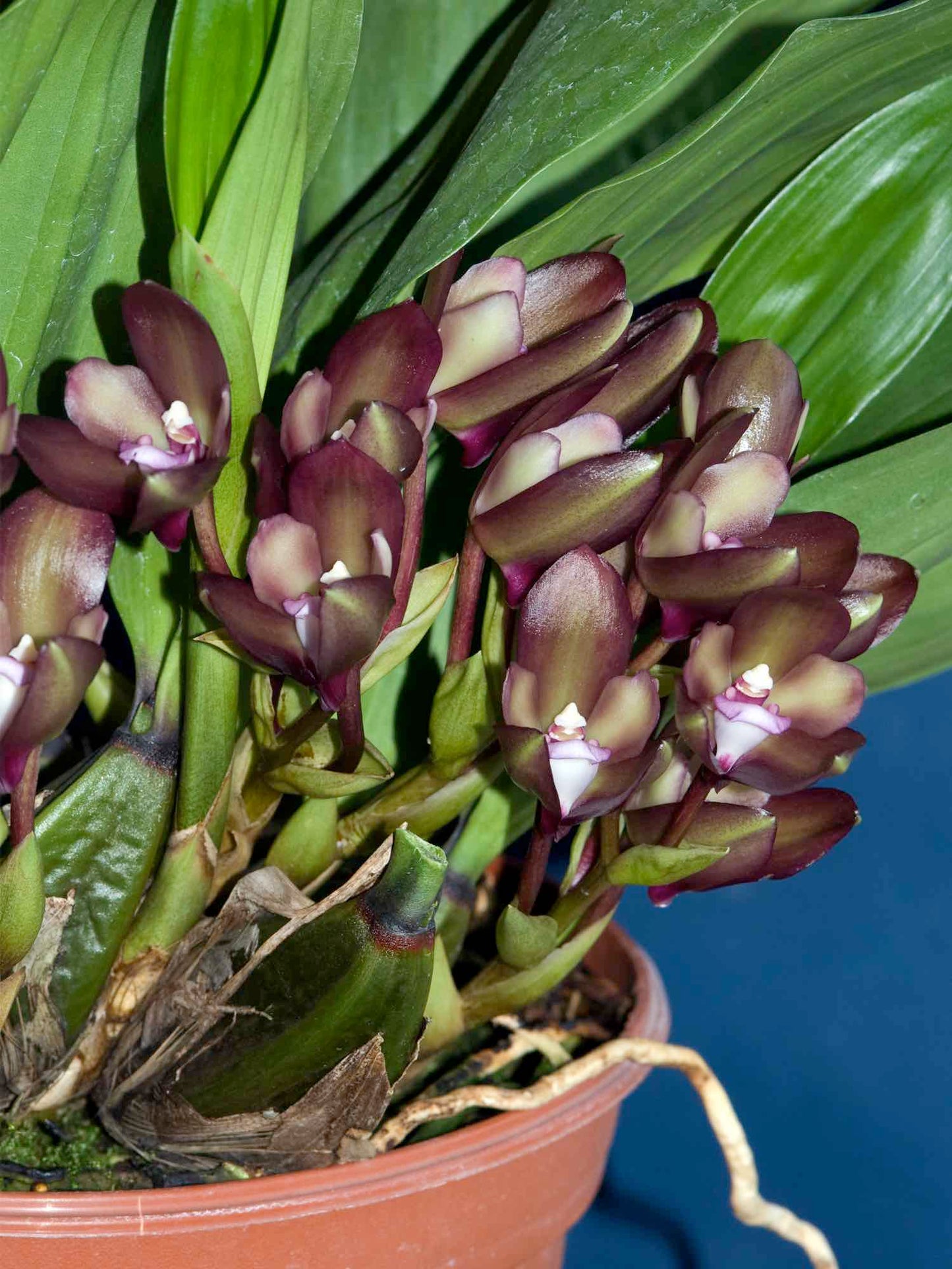 Bifrenaria atropurpurea