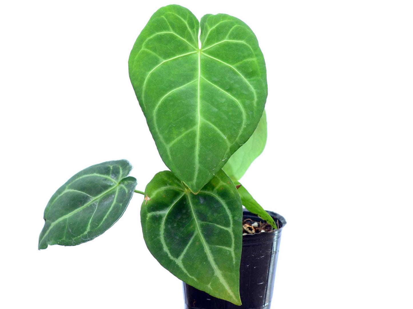 Philodendron hebetatum cf