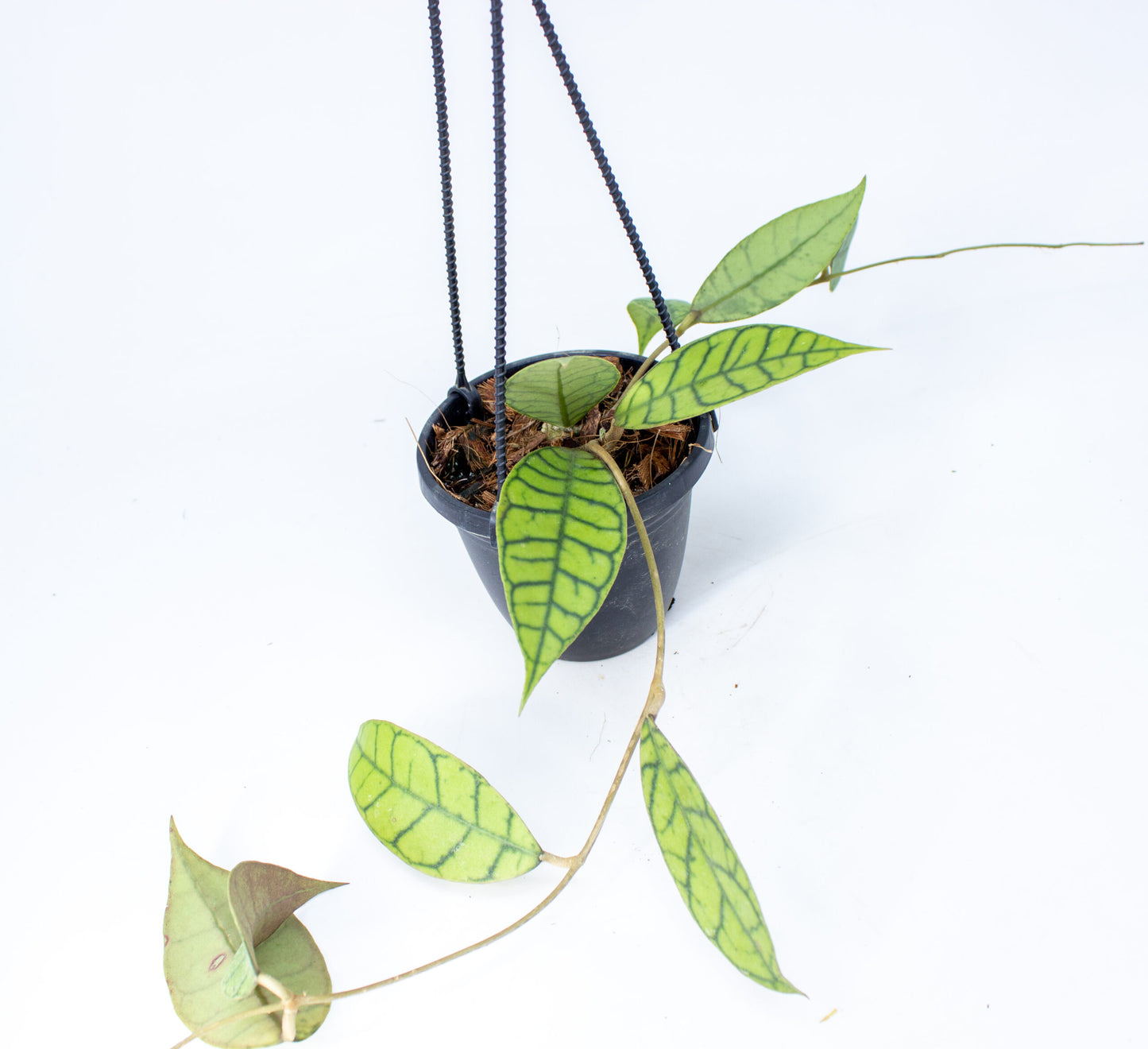 Hoya callistophylla