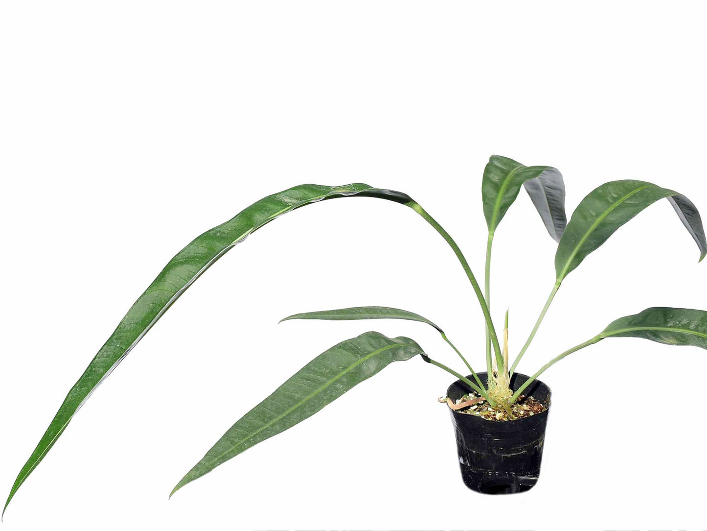 Anthurium coriaceum ‘San Juan’