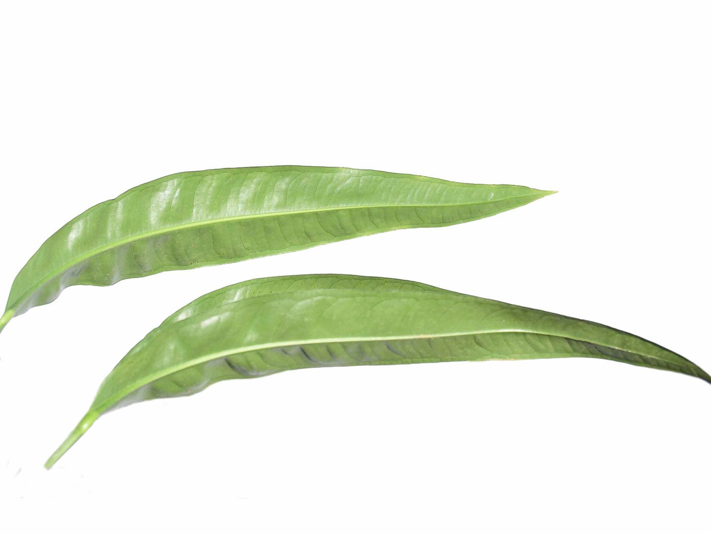 Anthurium coriaceum ‘San Juan’