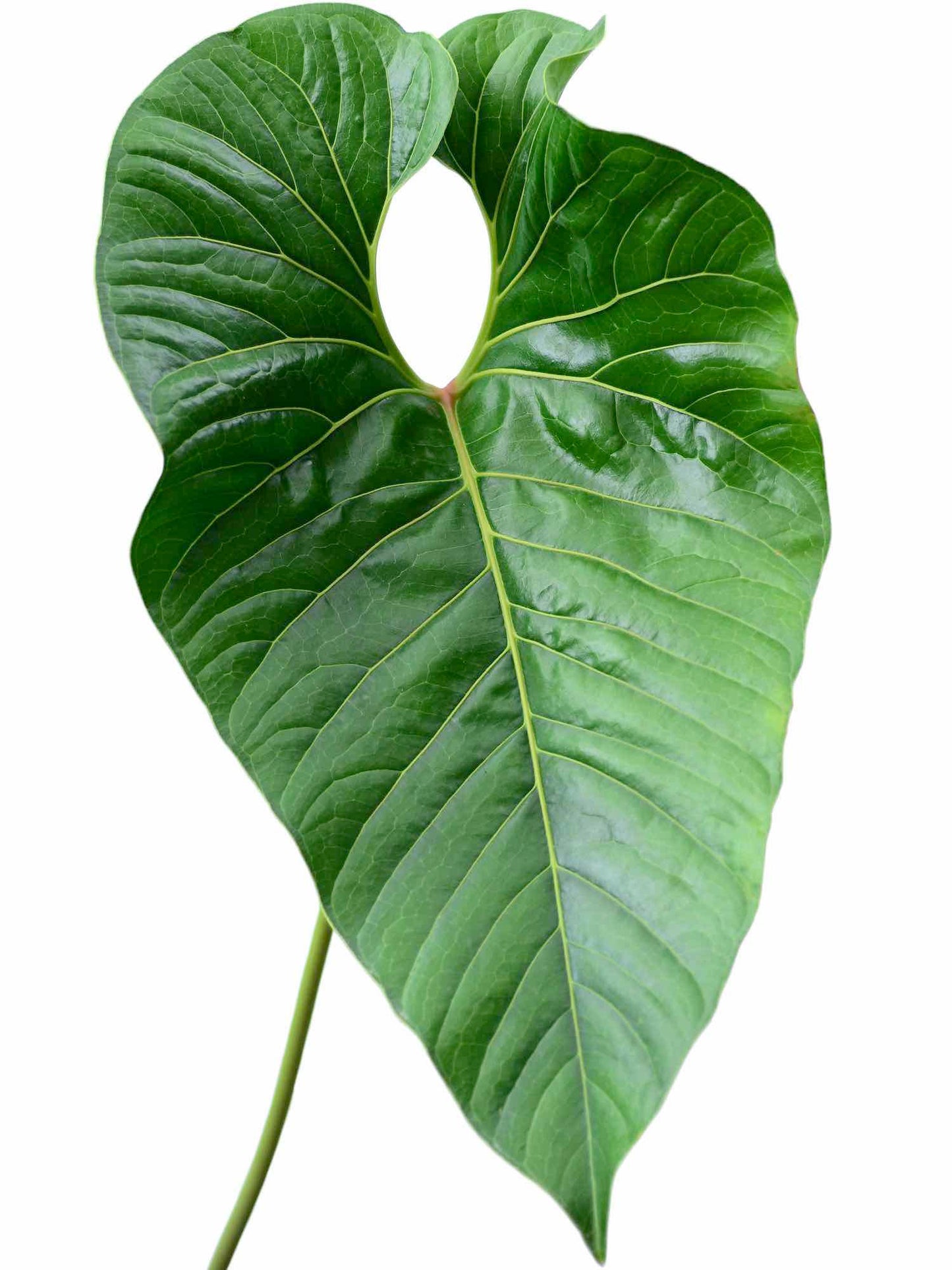 Anthurium decipiens
