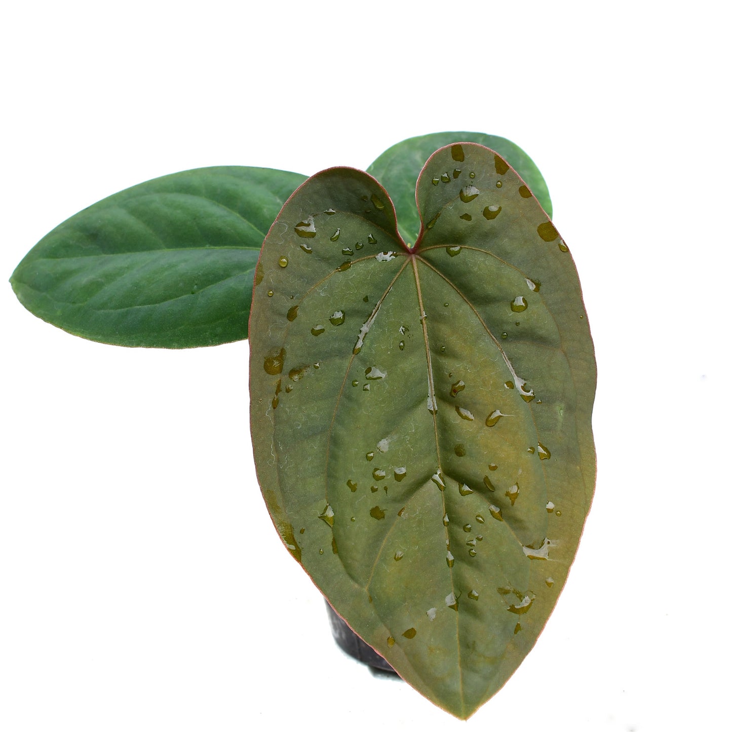 Anthurium dressleri