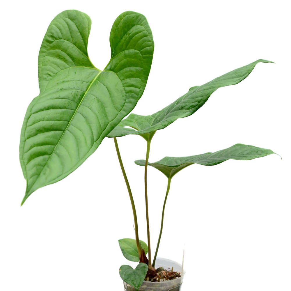 Anthurium ivanportillae (bouture)