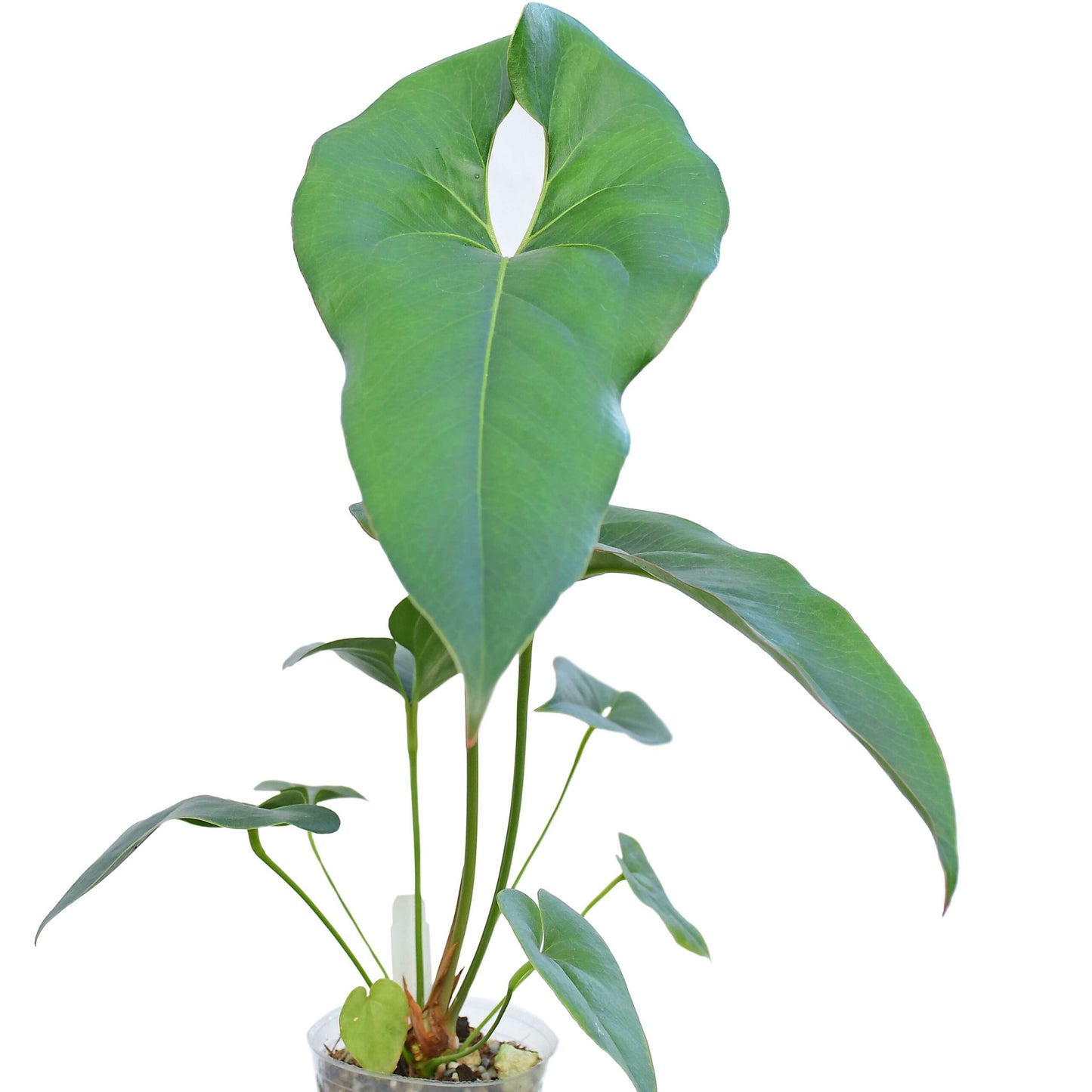 Anthurium macdanielii