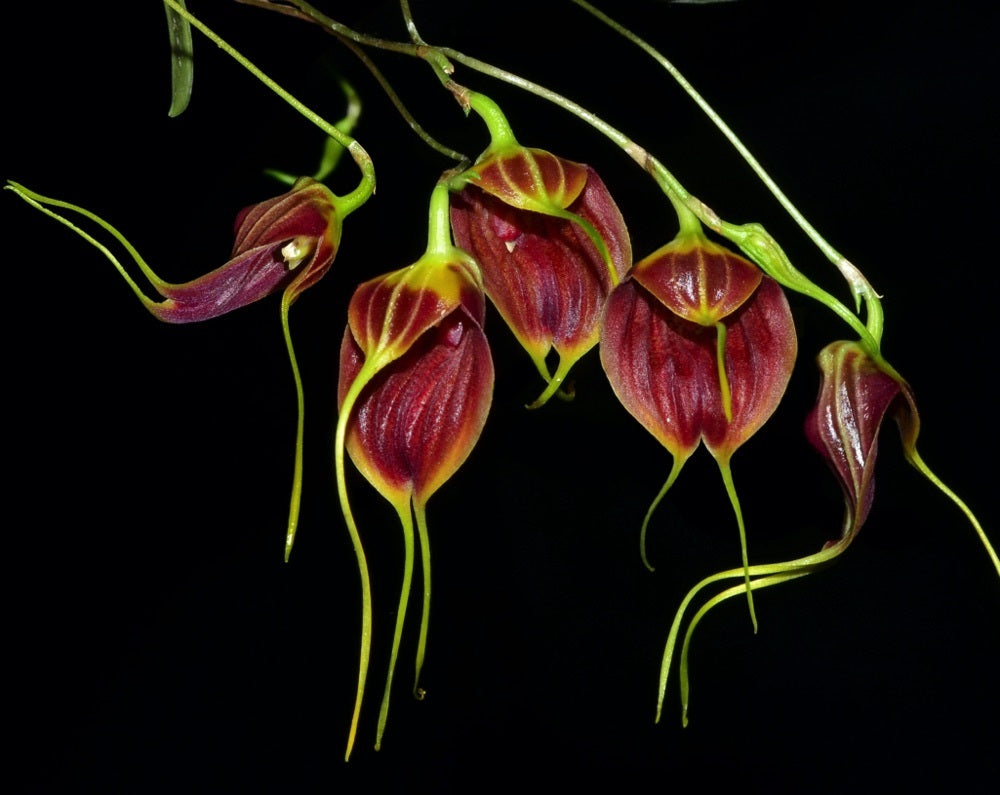 Masdevallia maduroi