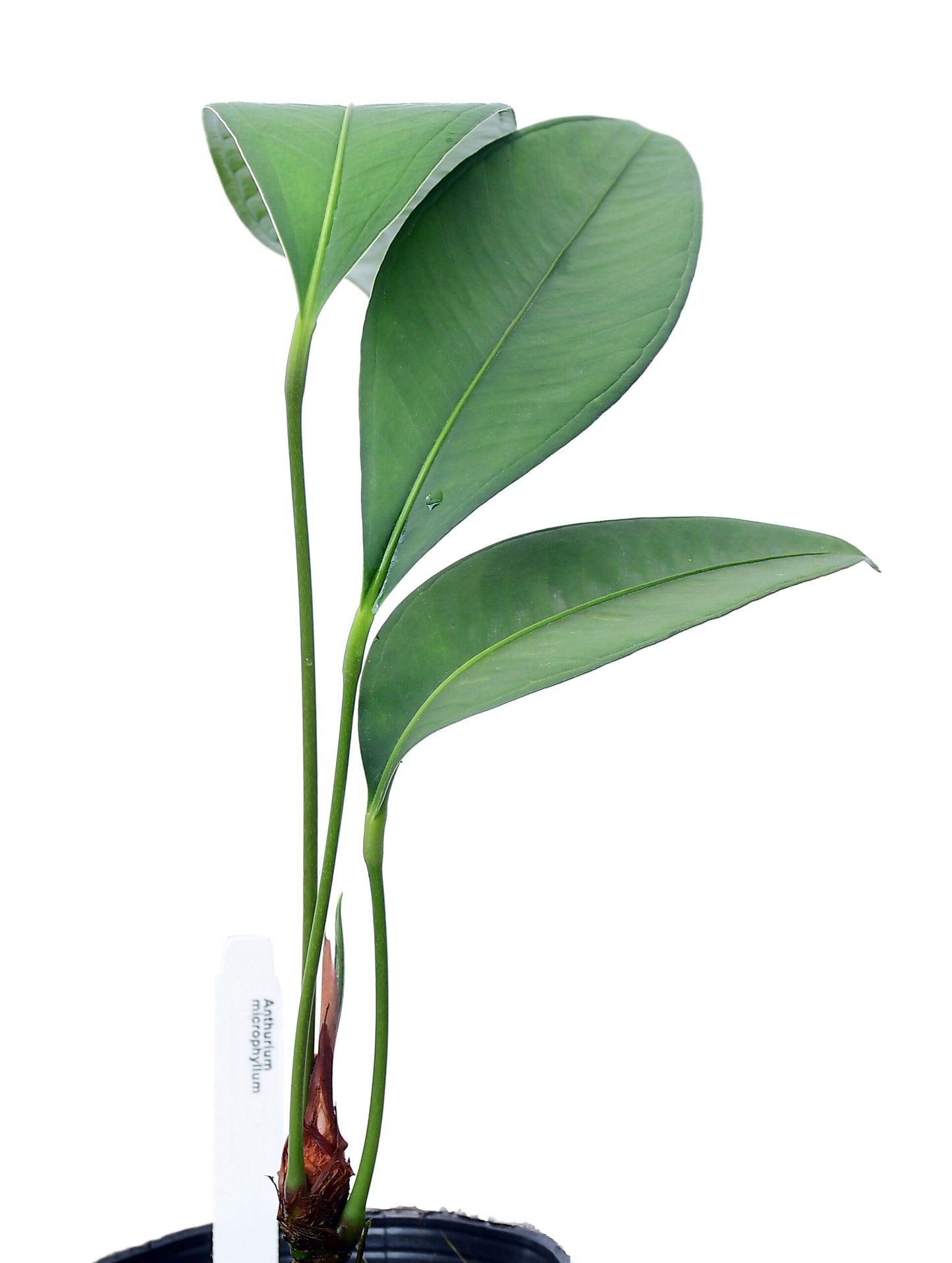 Anthurium microphyllum