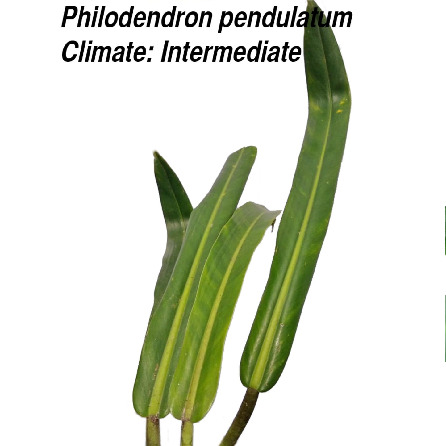 Philodendron pendulatum
