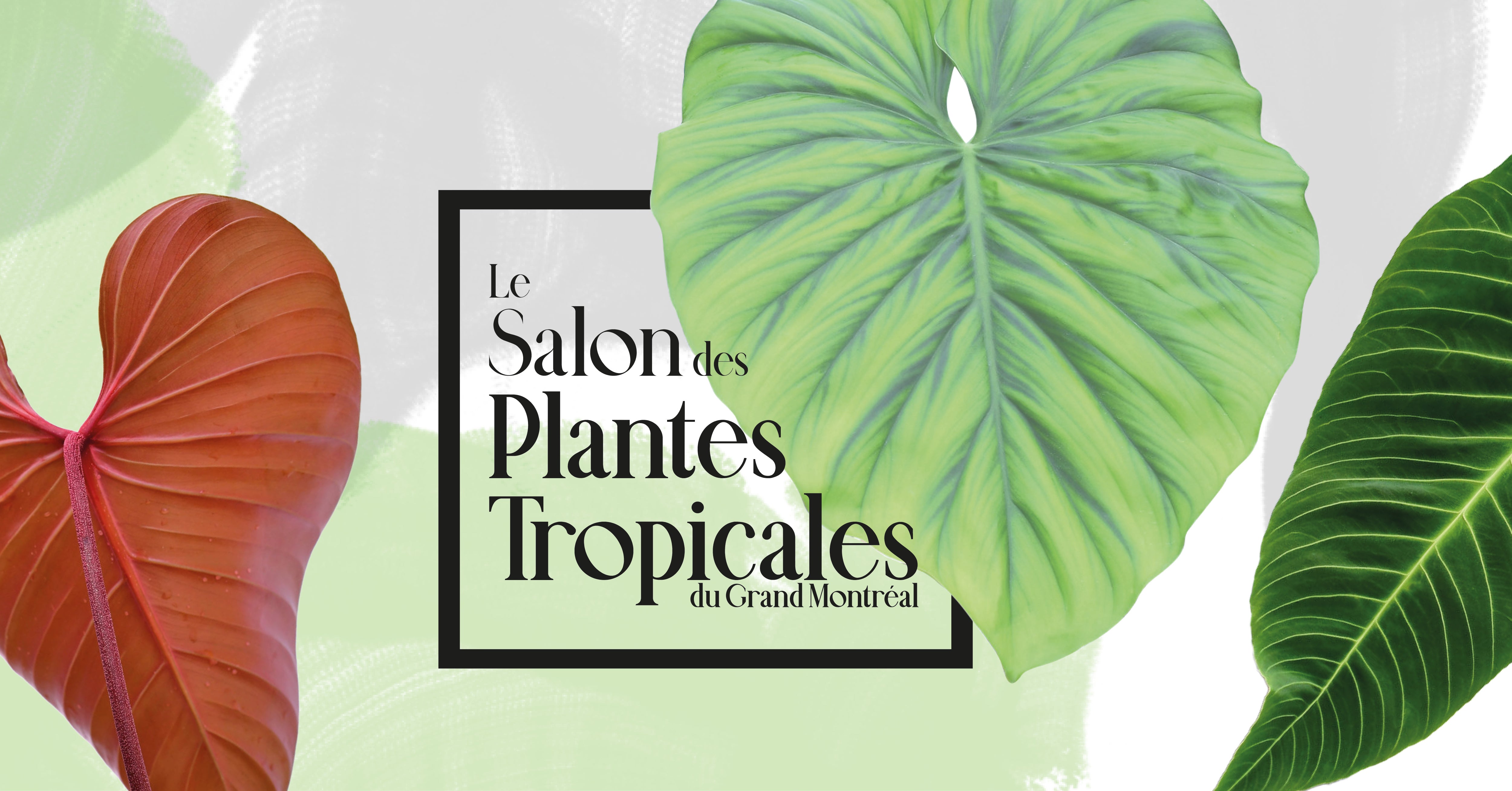 Plantes tropicales