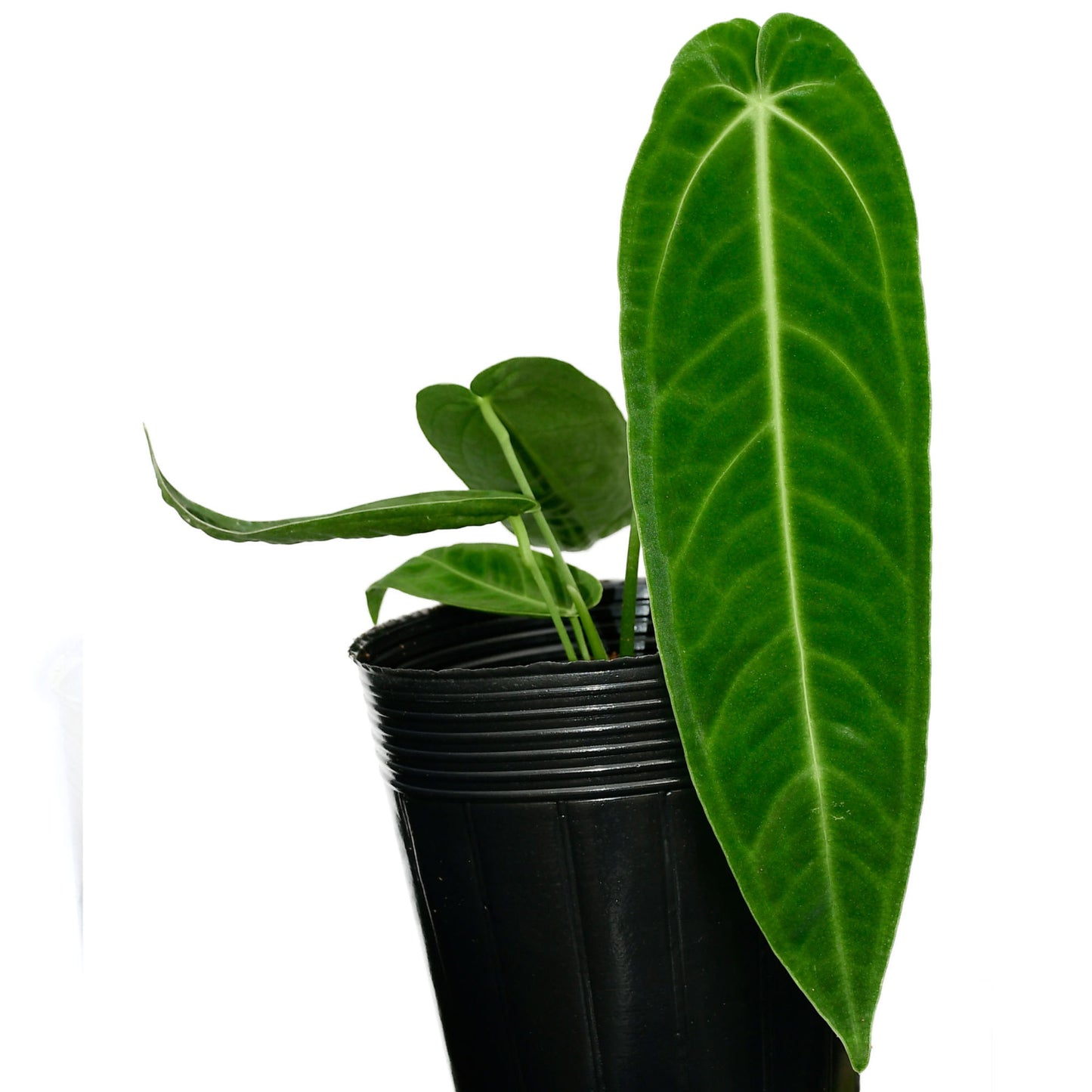 Anthurium warocqueanum ‘Esmeralda’ (bouture)