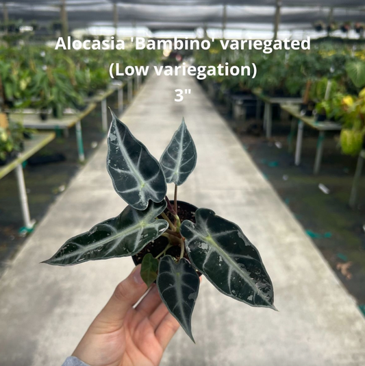 Alocasia ‘Bambino’ variegata (faible panachure)