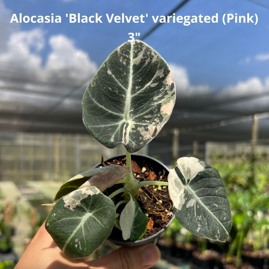 Alocasia ‘Black Velvet’ variegata Pink