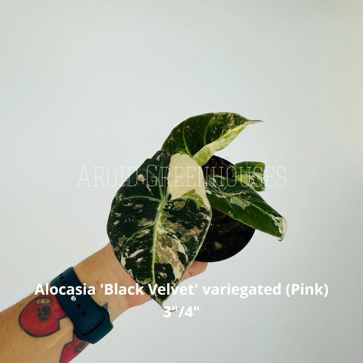 Alocasia ‘Black Velvet’ variegata Pink