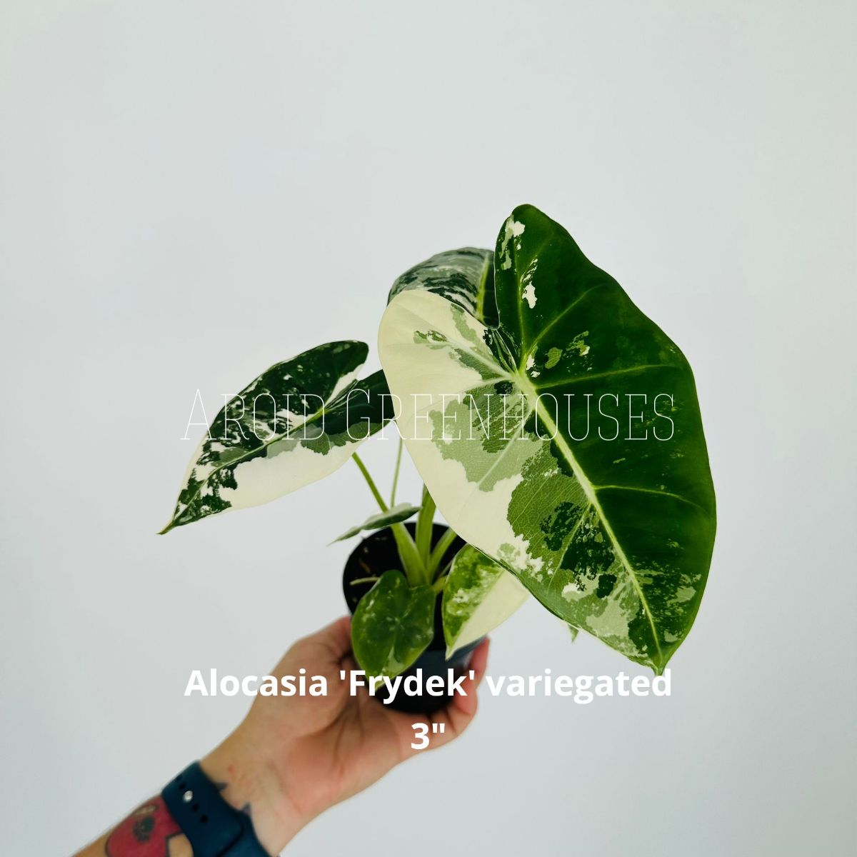 Alocasia ‘Frydek’ variegata