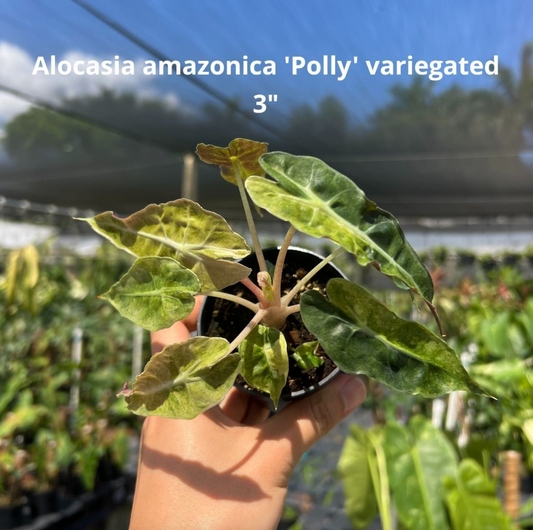 Alocasia amazonica ‘Polly’ variegata