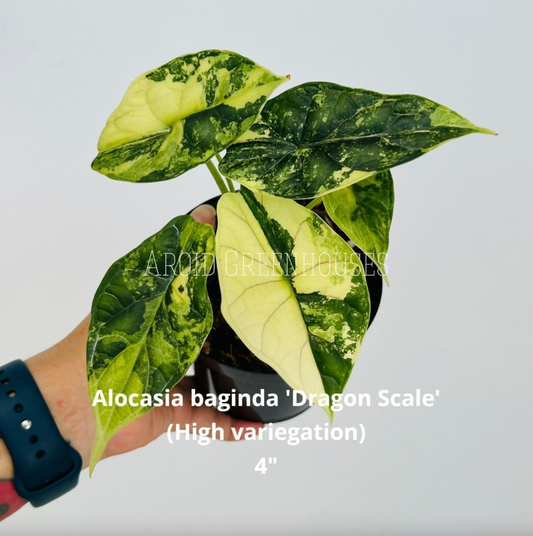 Alocasia baginda ‘Dragon Scale’ (forte panachure)