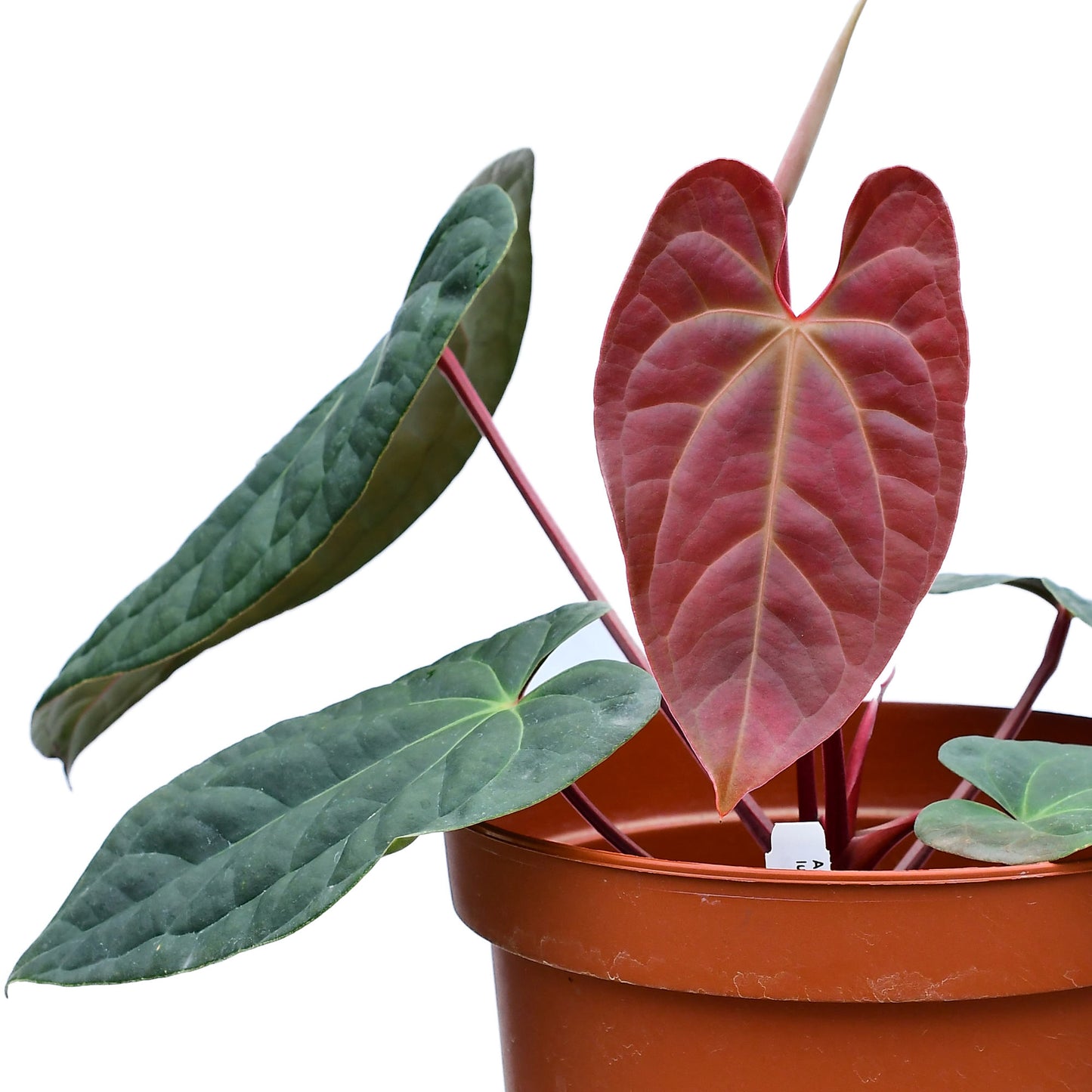 Anthurium Amazon Diamond ‘Inverse Crossing’