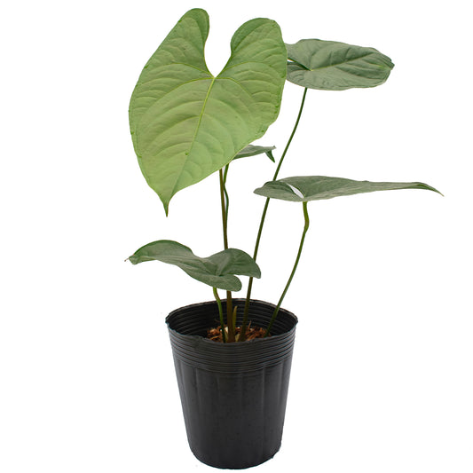 Anthurium Bradley Spirit