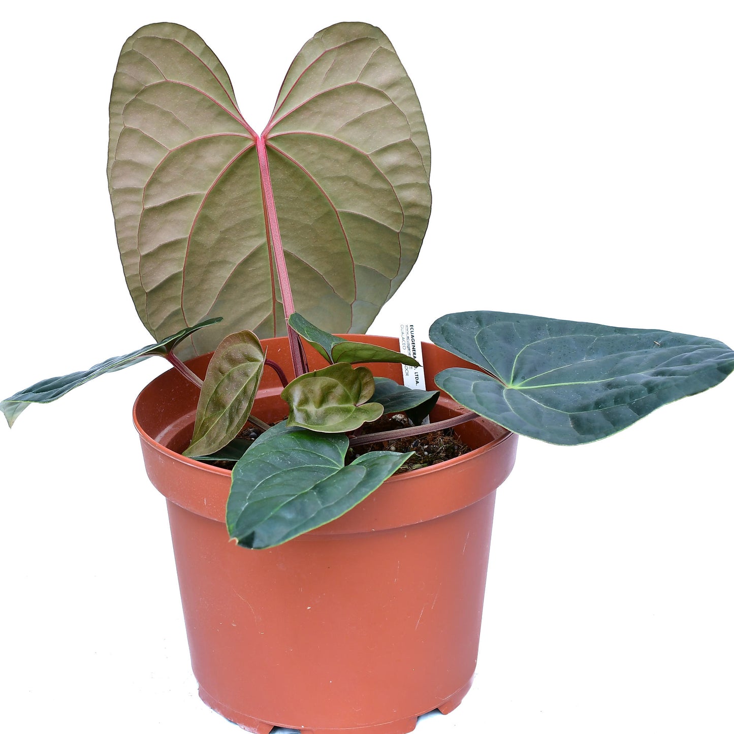 Anthurium Amazon Diamond ‘Inverse Crossing’