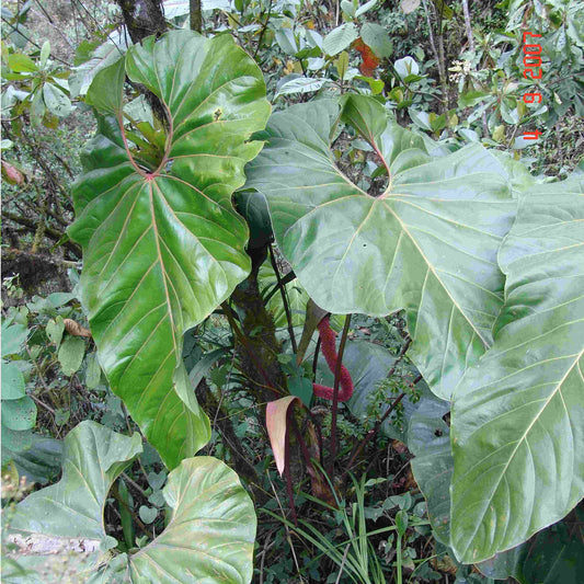 Anthurium giganteum (bouture)