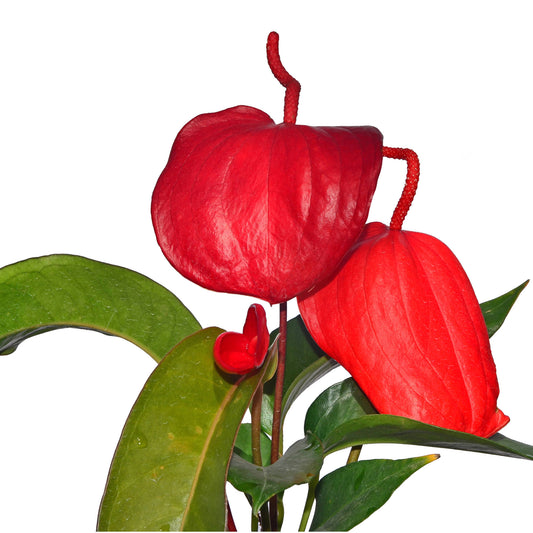 Anthurium scherzerianum