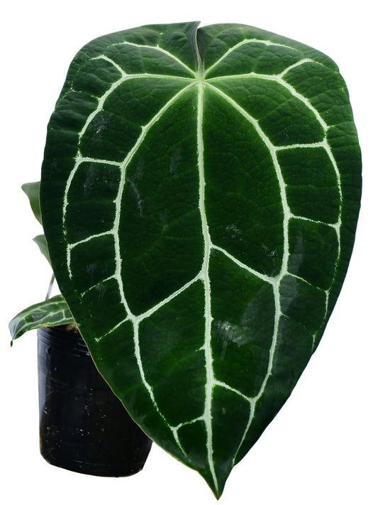 Anthurium crystallinum