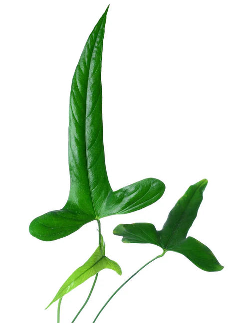 Anthurium falcatum Ecuagenera