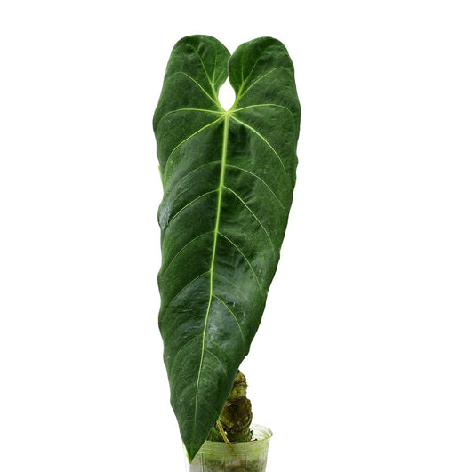 Anthurium metallicum seedling