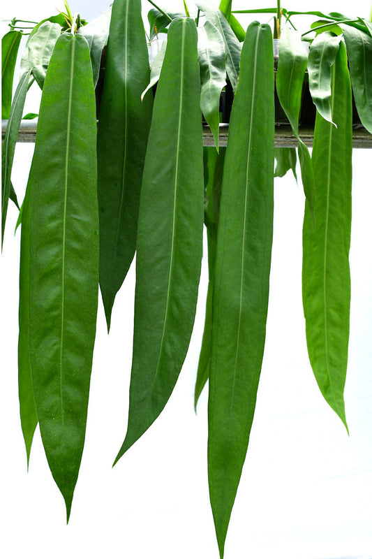 Anthurium pallidiflorum