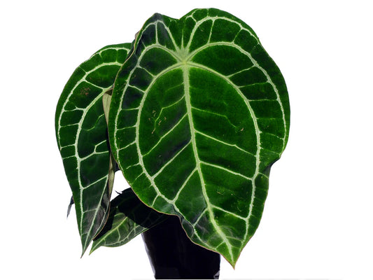 Anthurium Silver Streak (bouture)