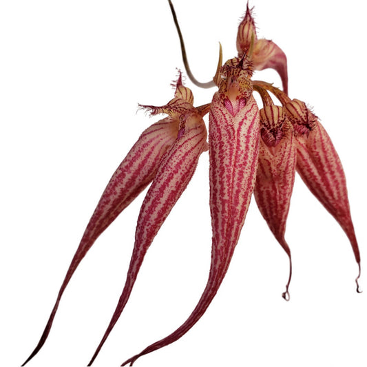 Bulbophyllum Elizabeth Ann ‘Buckleberry’