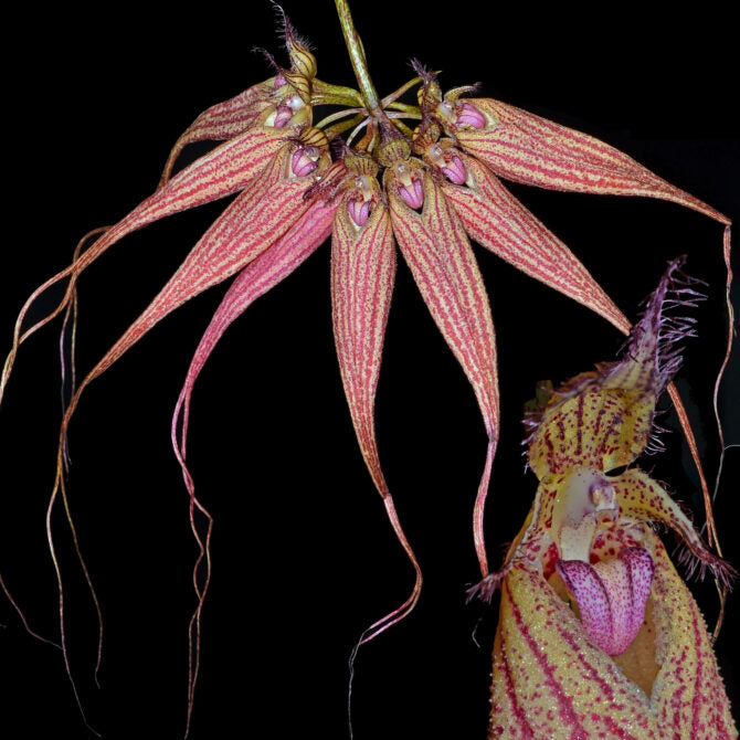 Bulbophyllum Elizabeth Ann ‘Buckleberry’