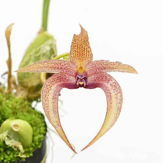 Bulbophyllum lobbii