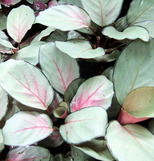 Calathea ‘Pink Aurora’