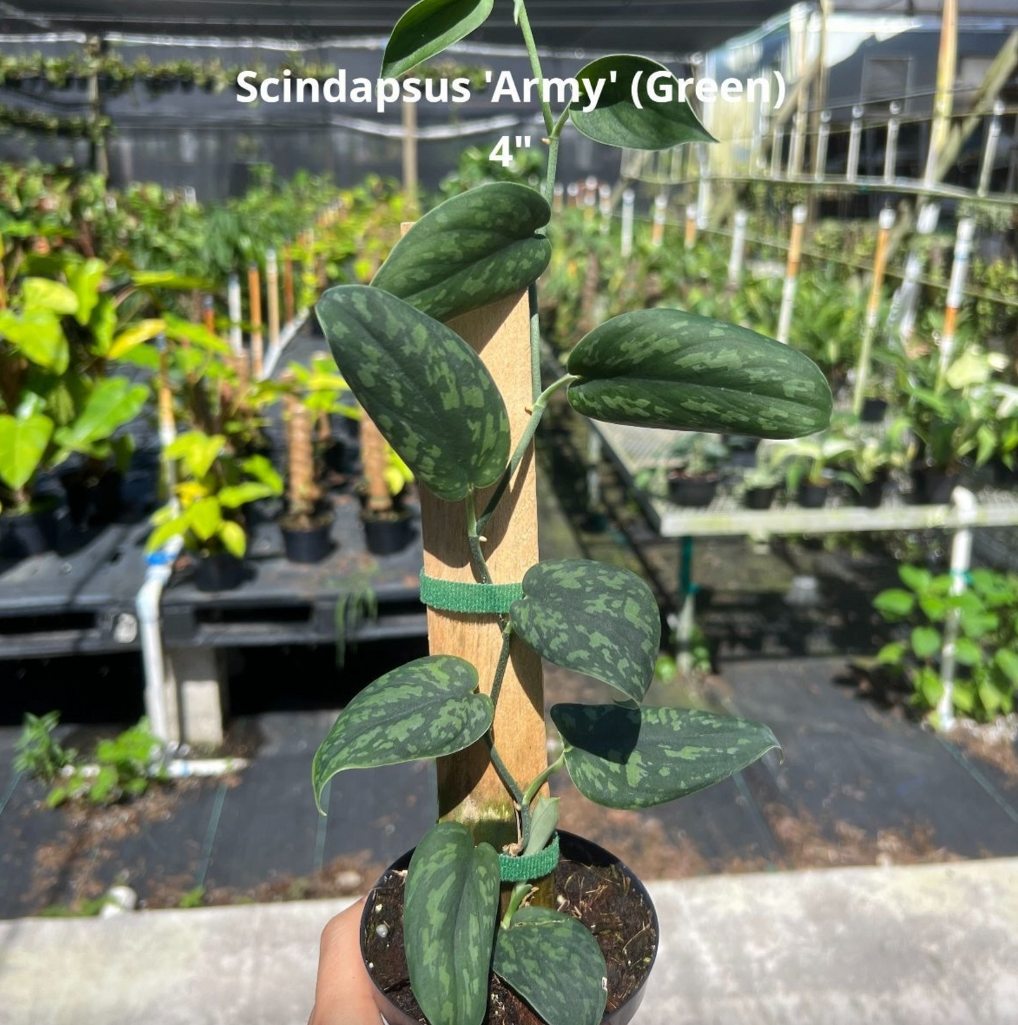 Scindapsus 'Army' 4"