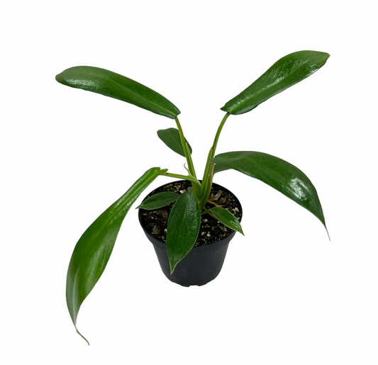 Philodendron joepii