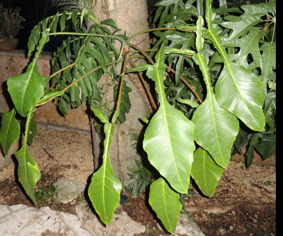 Philodendron joepii