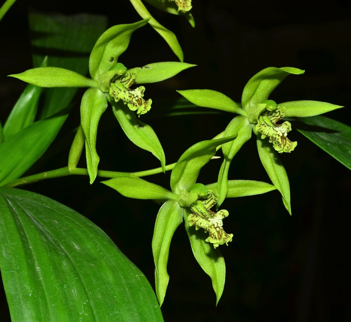 Coelogyne mayeriana