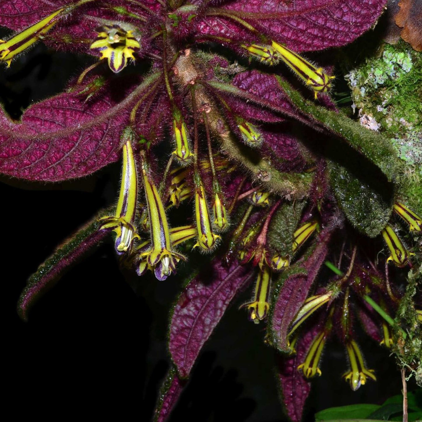 Columnea Purpureovittata