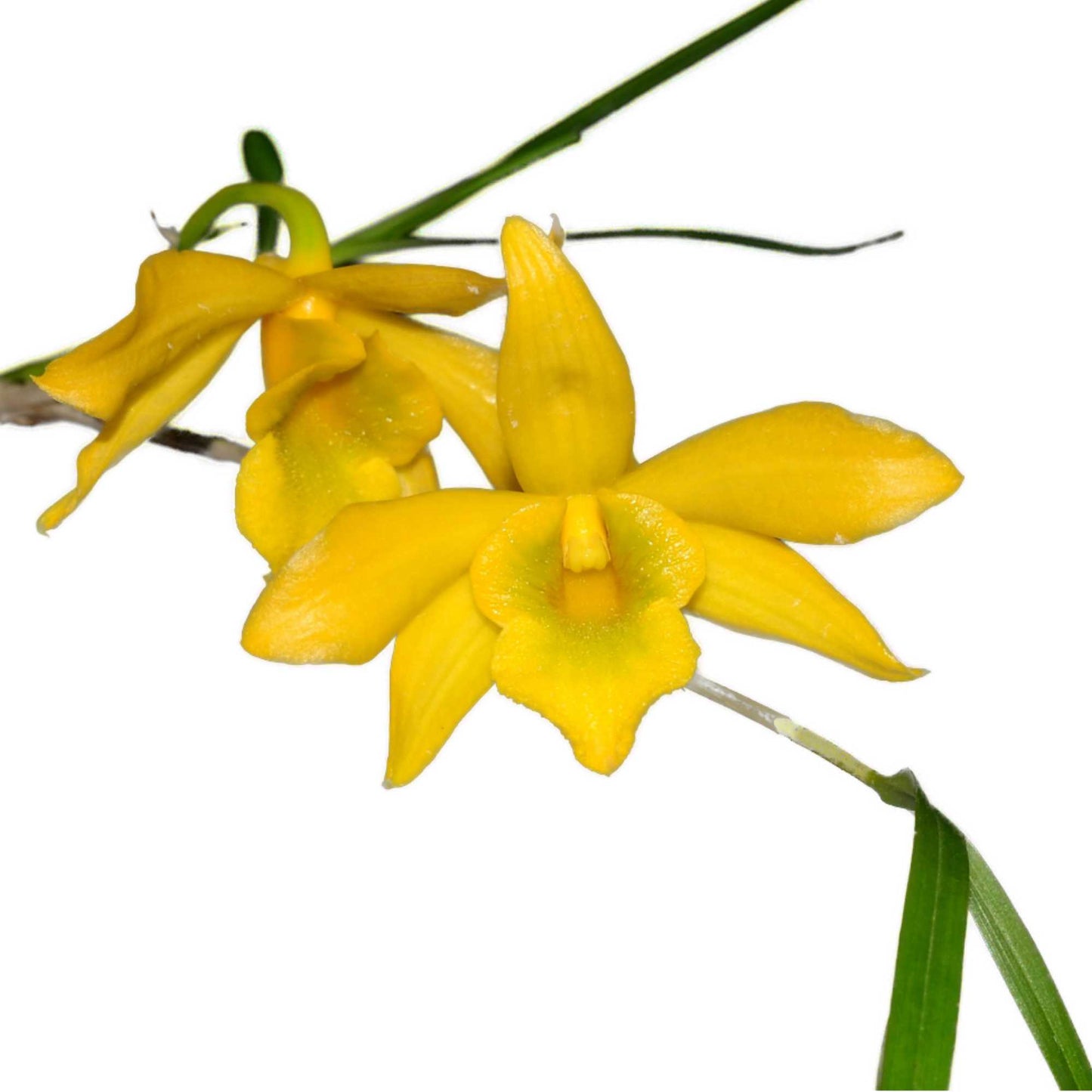 Dendrobium hancockii