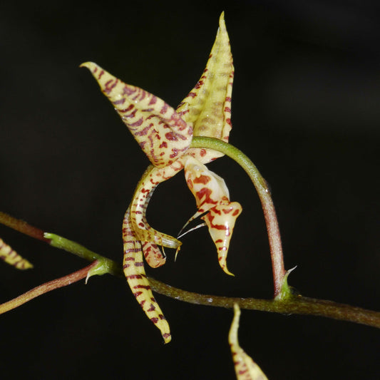 Gongora bufonia