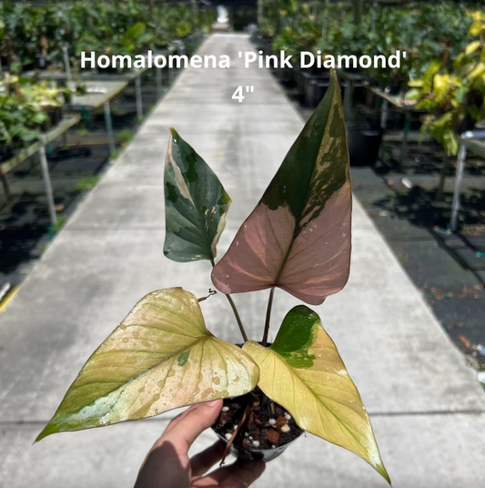 Homalomena 'Pink Diamond'